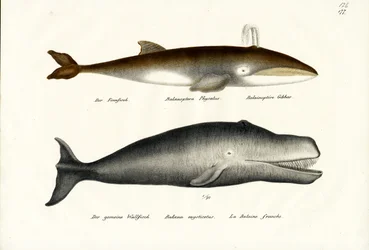 Balenottera comune, 1824